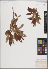 Foto von Salix caprea L. x Salix viminalis L.